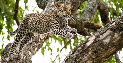 Mombo Camp in Moremi Game Reserve, Botswana