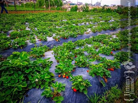 Baguio: Strawberry Fields (La Trinidad) Forever. - Traveling by default.