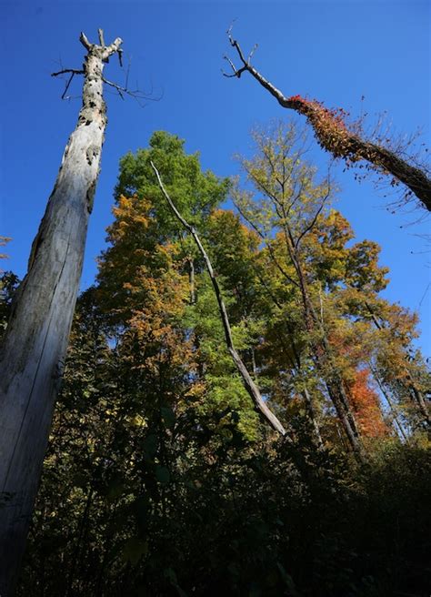 Fall foliage is on full display in Northeast Ohio (photo gallery ...