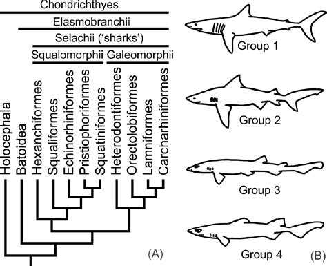 Body forms in sharks (Chondrichthyes: Elasmobranchii) and their functional, ecological, and ...