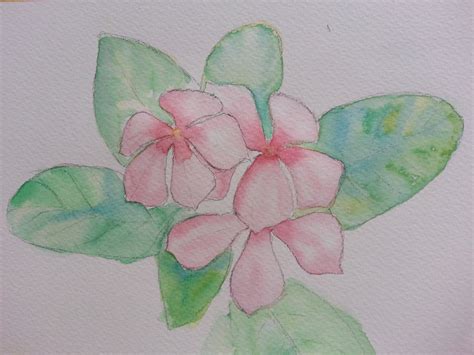 Periwinkle Flower Drawing at GetDrawings | Free download