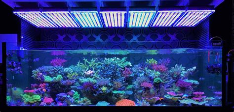 The 7 Best LED Aquarium Lighting - Fish Tank Lights Guide 2019