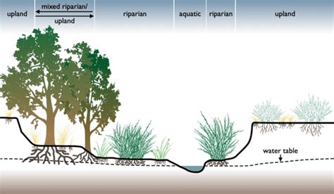 Riparian zone - Wikiwand