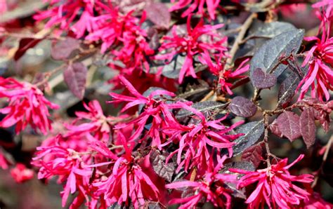 The Terrifying Beauty of Spring, And How Crimson-Fire Loropetalum Can Help - Tallahassee ...