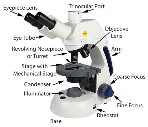 What Does The Condenser Do On A Compound Light Microscope ...