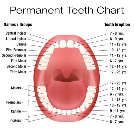 Where Are The Bicuspid Teeth In The Mouth? - ArchWired