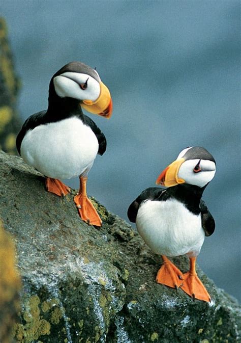 Horned Puffins - Alaska fine art notecard by Greatland Graphics