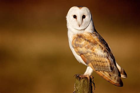 #788839 Owls, Birds - Rare Gallery HD Wallpapers