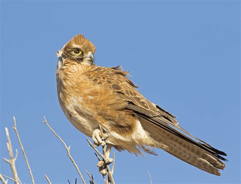 Photos of Australian Birds of Prey, Raptors in the wild in Australia