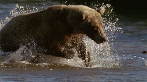 How Brown Bears Rely on Salmon Migration | Britannica