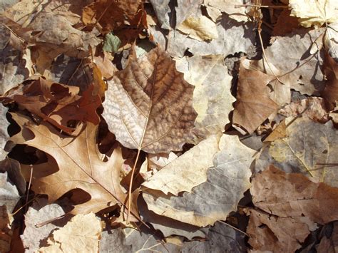 Free Brown Autumn Leaves Stock Photo - FreeImages.com