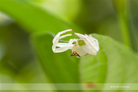 White Crab Spider - Singapore Geographic