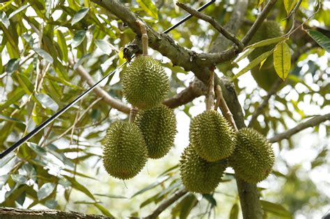 Discovering What Makes Durian Stink – “King of Fruits” Is Known for Its Pungent Odor