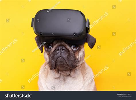 371 Vr dogs Images, Stock Photos & Vectors | Shutterstock