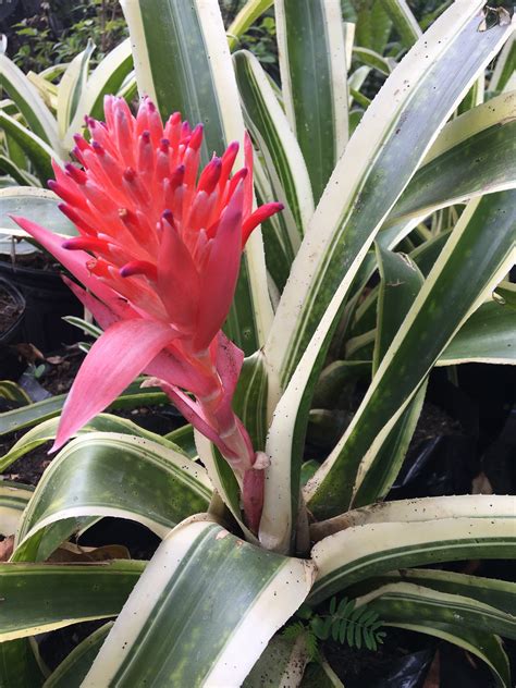 Variegated Bromeliad (Pink) | Lawns And Landscapes