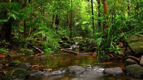 Jungle Landscape Wallpapers - Top Free Jungle Landscape Backgrounds - WallpaperAccess