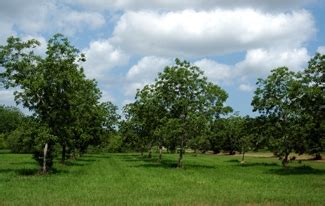 Pawnee Pecan | Type 1 Pecan Trees | Willis Orchards