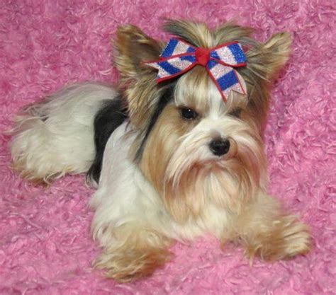 Parti Yorkie puppies for Sale in Francisville, Kentucky Classified | AmericanListed.com