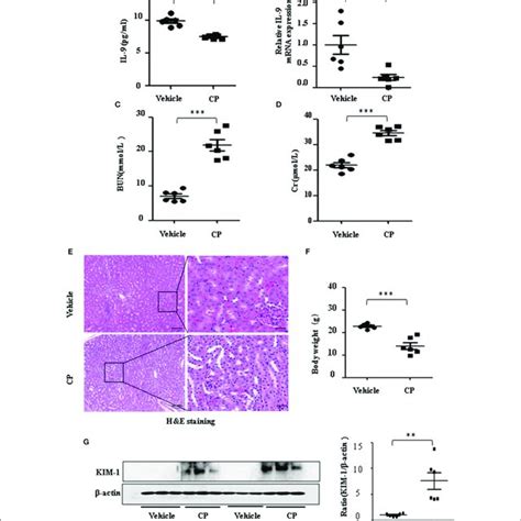 | Interleukin-9 (IL-9) suppressed the pro-inflammatory cytokines... | Download Scientific Diagram