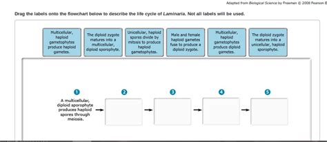 Solved: The Life Cycle Of Laminaria The Life Cycle Of Lami... | Chegg.com