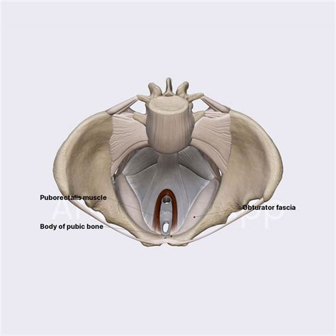 Puborectalis (of levator ani) | Obstetric anatomy | Organ Systems | Anatomy.app | Learn anatomy ...