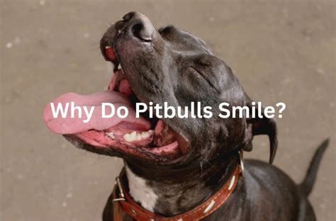 Why Do Pitbulls Smile? | Pitbull Smiling Explained