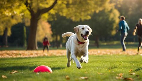 Labrador Retriever Personality: Facts and Personality Traits