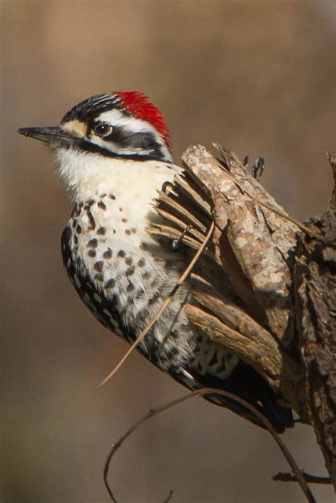 Nuttall's Woodpecker | Audubon Field Guide