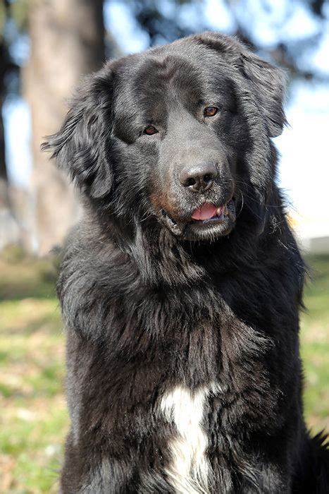 Romanian Raven Shepherd Dog - Alchetron, the free social encyclopedia