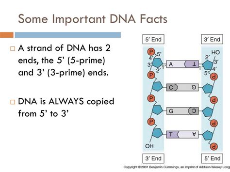 PPT - Replication, Transcription and Translation PowerPoint Presentation - ID:3062059