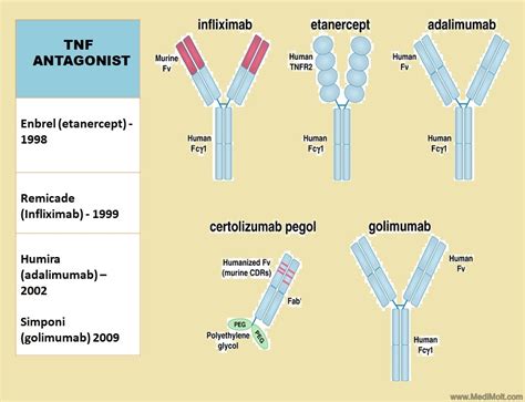 Tumor Necrosis Factor (TNF) its types and Advance Research on TNF ~ MediMolt