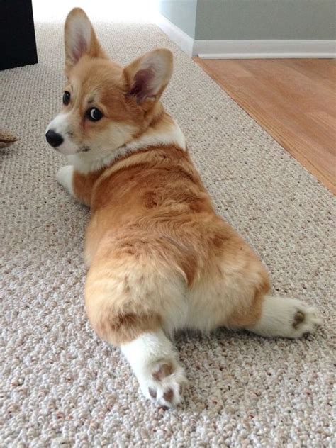 14 Funny Corgi Pics That Will Make You Smile | PetPress