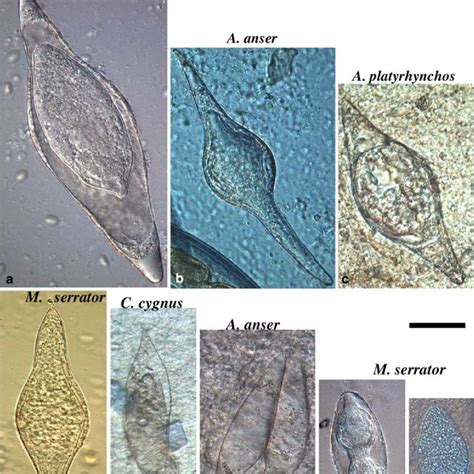 Photographs of seven morphologically distinct egg types (all to same... | Download Scientific ...