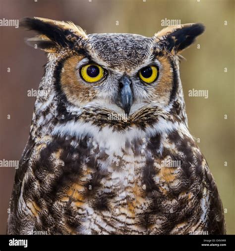 A closeup of a great horned owl Stock Photo - Alamy