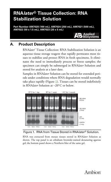 RNAlater® Tissue Collection: RNA Stabilization Solution ... - Invitrogen