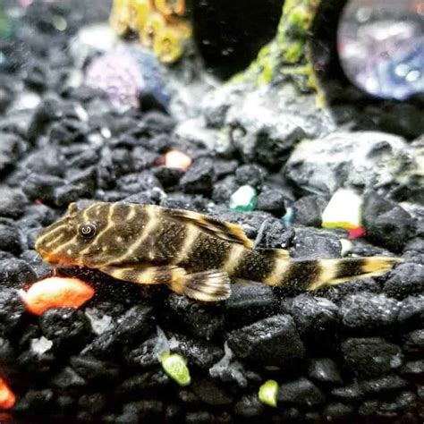 Clown Pleco Guide: Size, Care, Food & Tank Mates