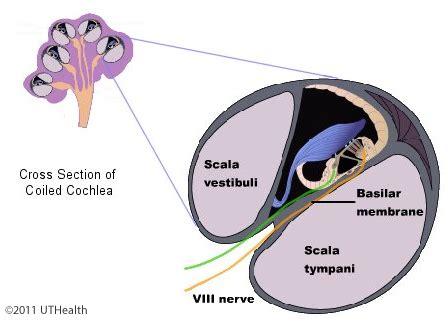 Neuroanatomy Online: Lab 6 - Auditory, Vestibular, Gustatory and Olfaction Systems - The ...