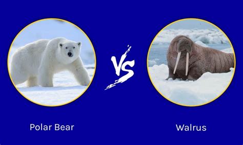 Polar Bear Vs Walrus: Who Would Win In A Fight? - A-Z Animals