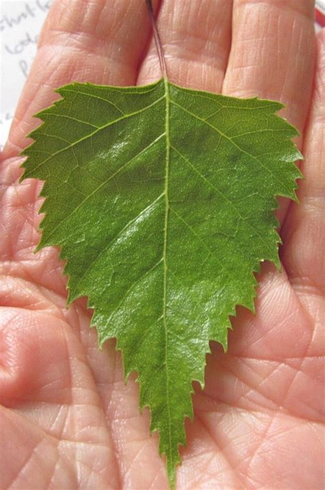 Leaf Triangular - Tree Guide UK - Tree ID by triangular leaf