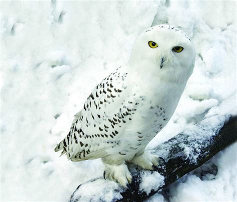 Snowy Owl Wallpapers - Wallpaper Cave