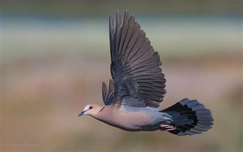 Vernon Chalmers Photography: Birds in Flight Photography Training Cape Town