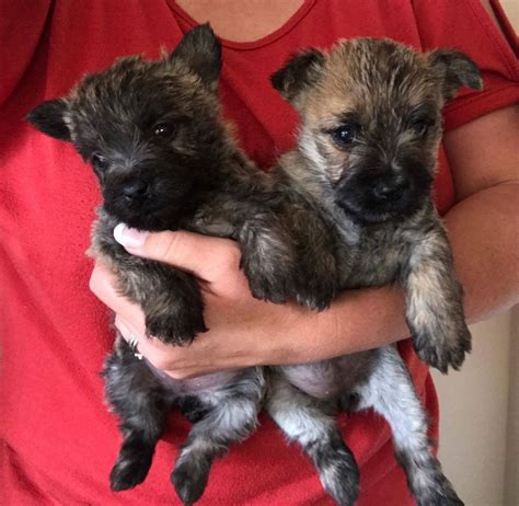 Cairn Terrier Puppies For Sale | Austin, TX #242355