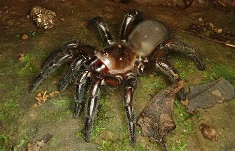 Five new species of Australian trapdoor spider that took scientists a century to tell apart