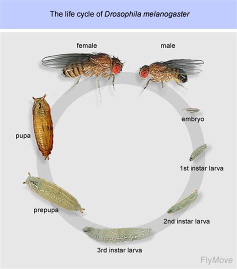 Fruit Fly Tutorial Index