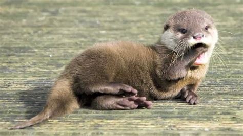 News - A river otter brutally attacks three women, leaving one with ...