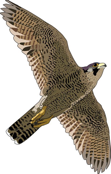 Falcon PNG Transparent Images