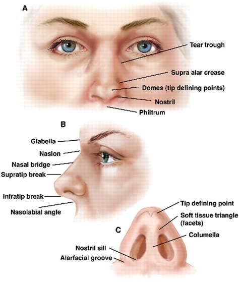 Nasal anatomy | Nose diagram, Nose, Anatomy