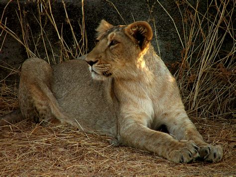 File:Lion Gir.jpg - Wikipedia, the free encyclopedia