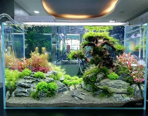 Aquascaping Tropical Fish Tank - Aquascape Ideas