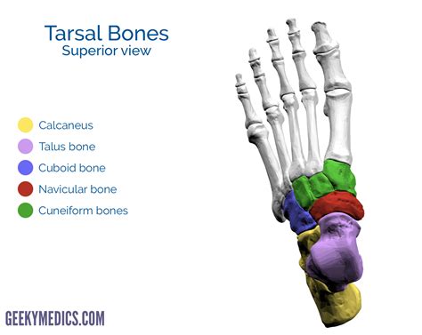 Bones of the Foot | Tarsal bones - Metatarsal bone | Geeky Medics